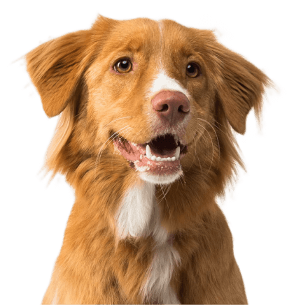 Friendly brown and white long coated dog