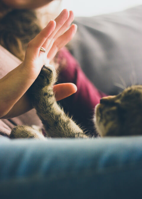 Tabby cat touching person's palm