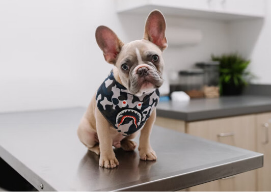 White and black short coated dog wearing white and black polka dot shirt in a veterinary clinic